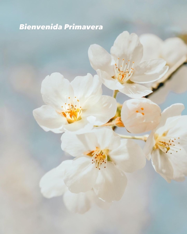 Bienvenida primaveraVen a descubrir la nueva temporada en nuestras tie 